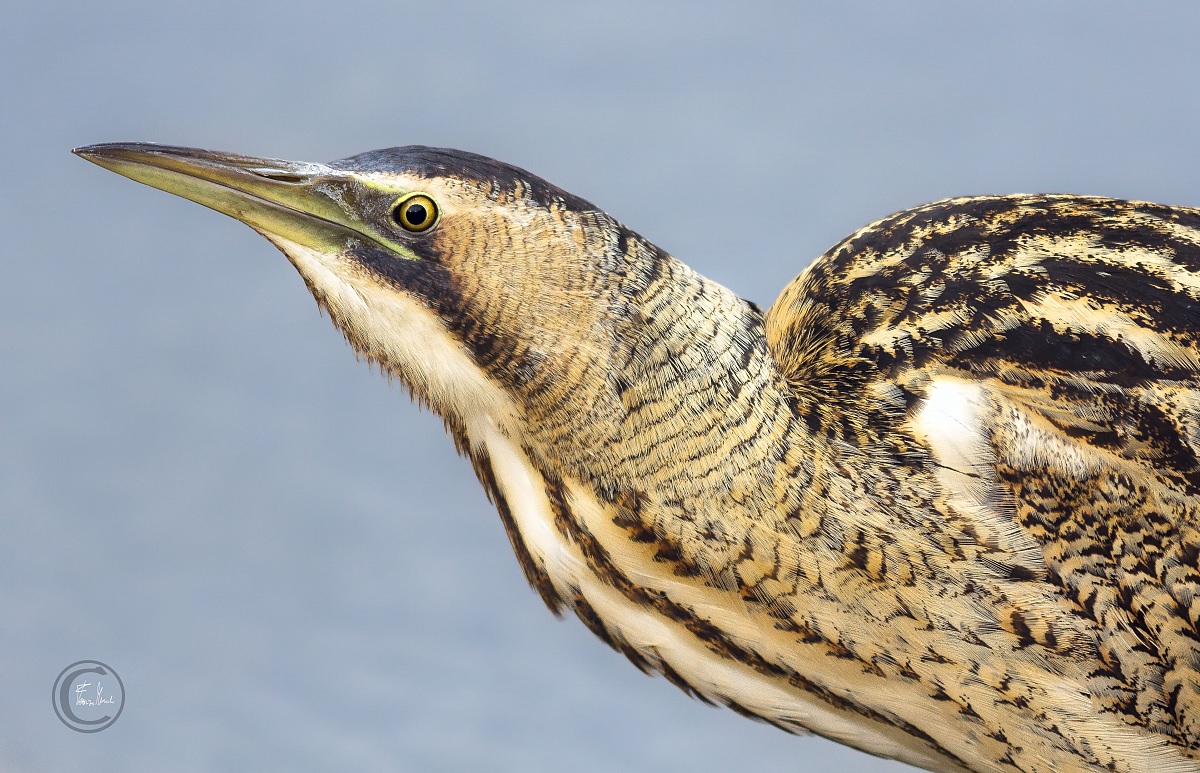 Bittern-Botaurus stellaris