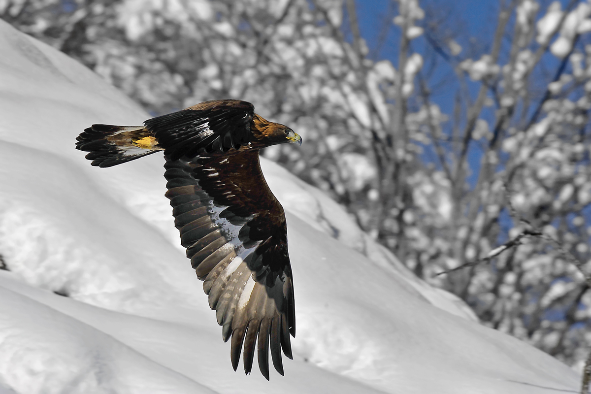 Aquila Reale ...virata