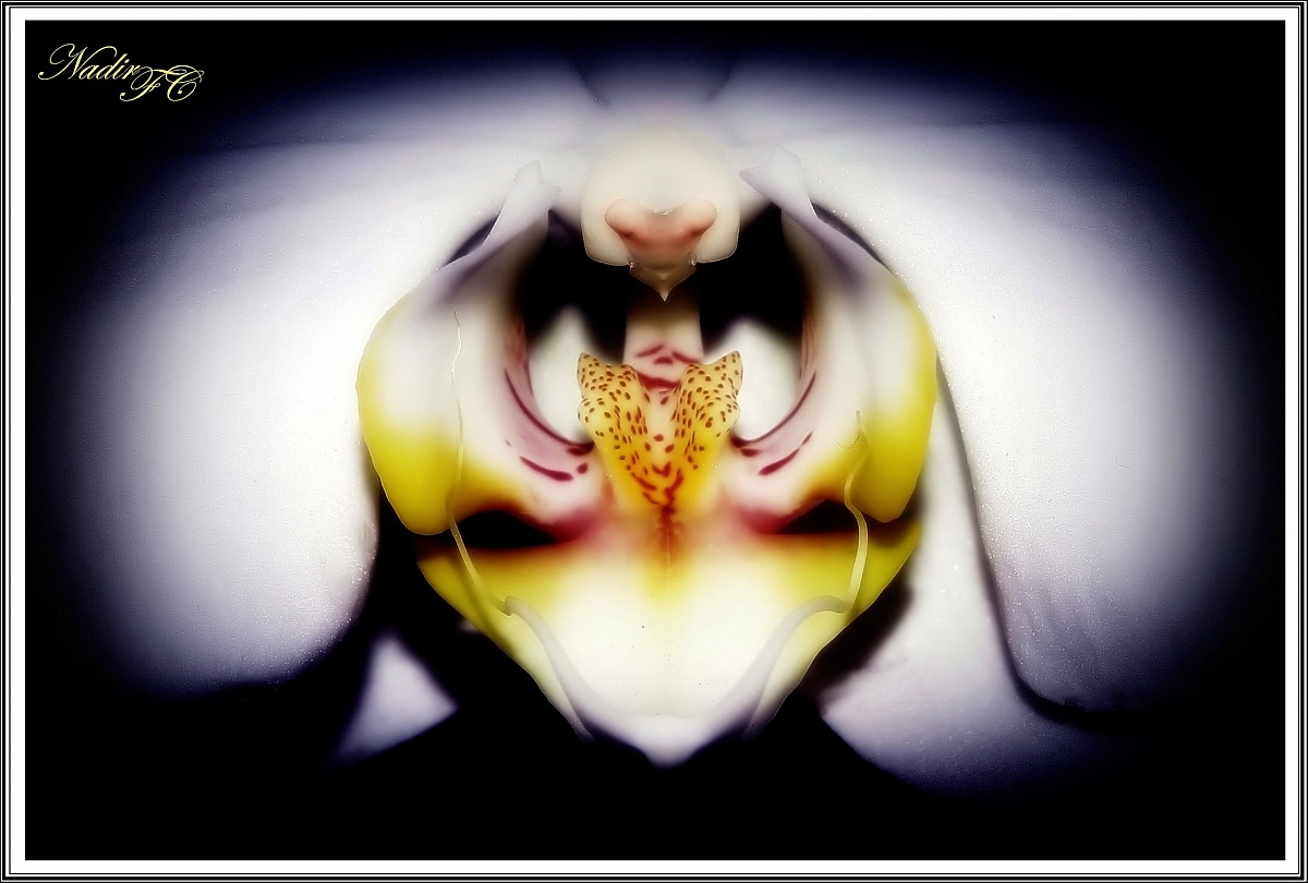 Orchid