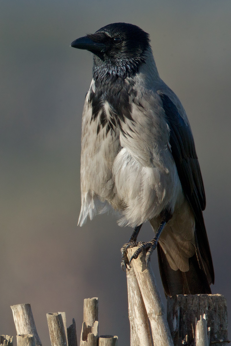 Cornacchia grigia Corvus corone cornix