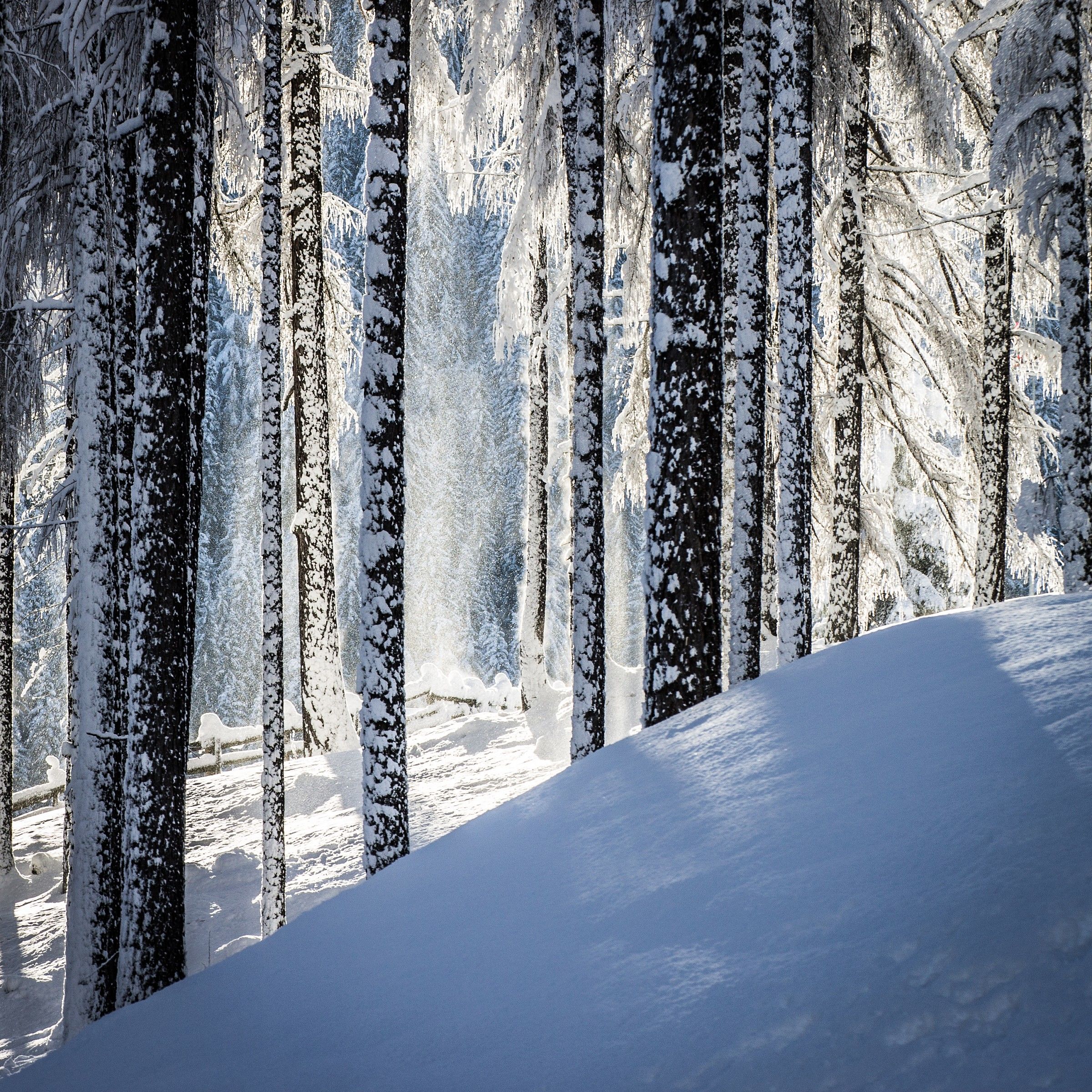 Sbirciando nel bosco innevato