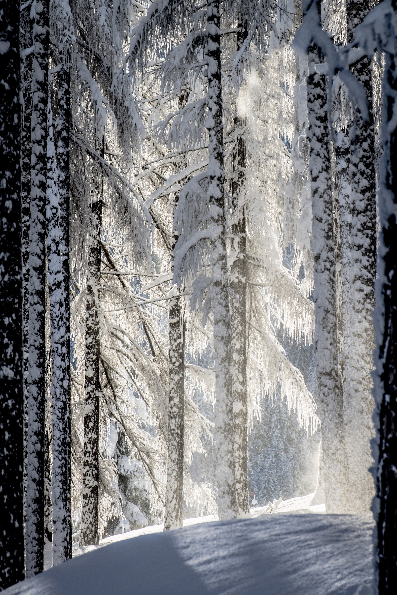 Peering in the snowy woods 2