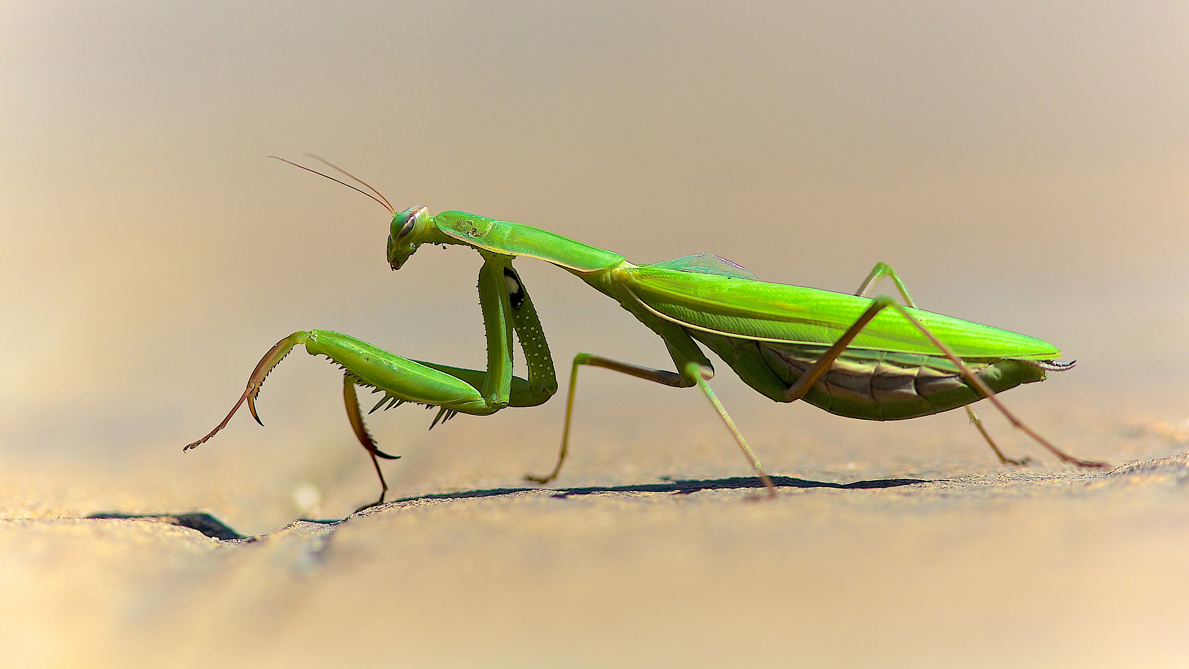praying mantis
