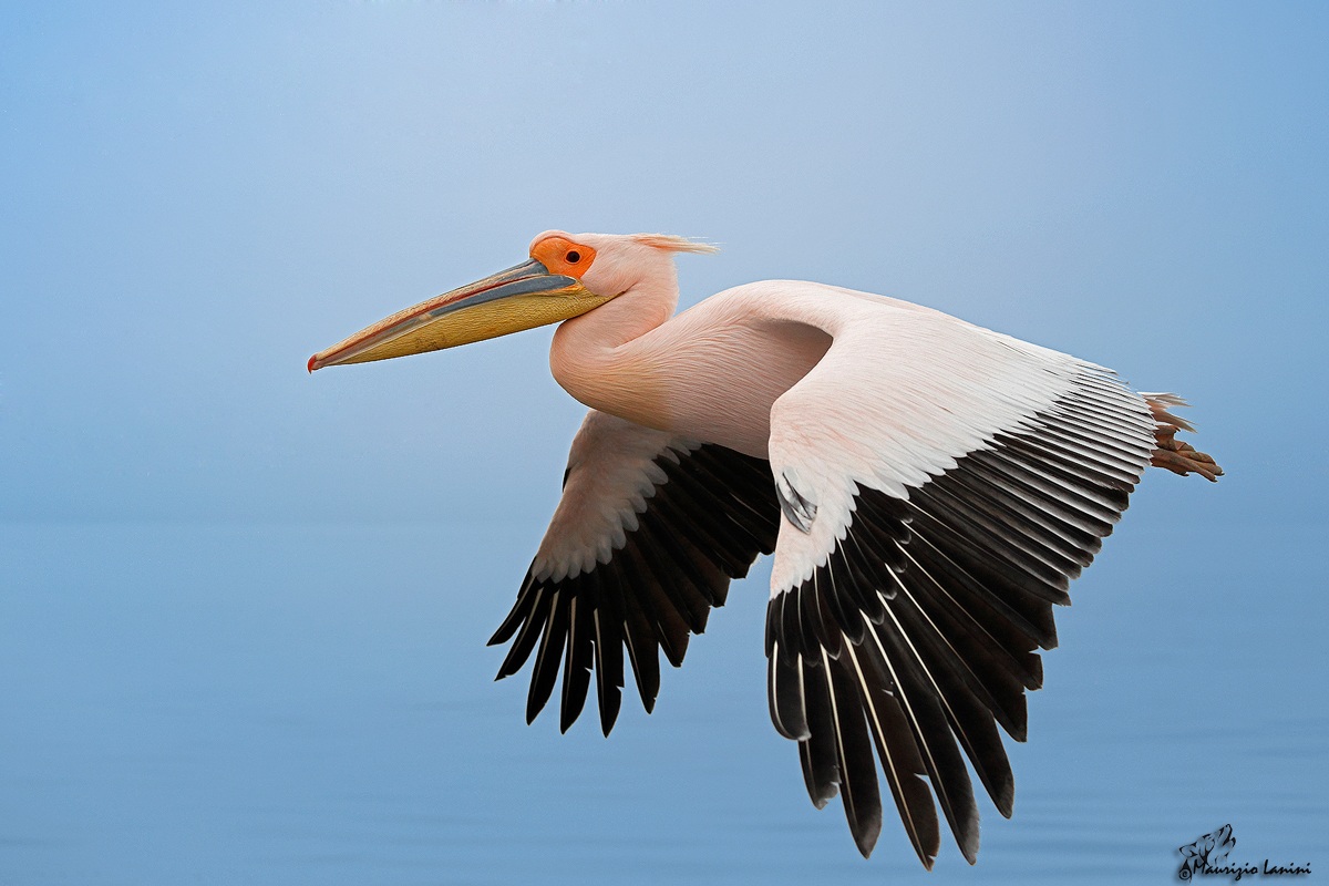 In planata di fianco alla barca