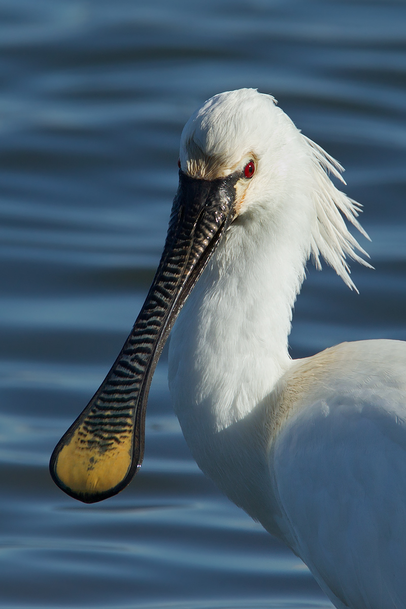 Spoonbill portrait