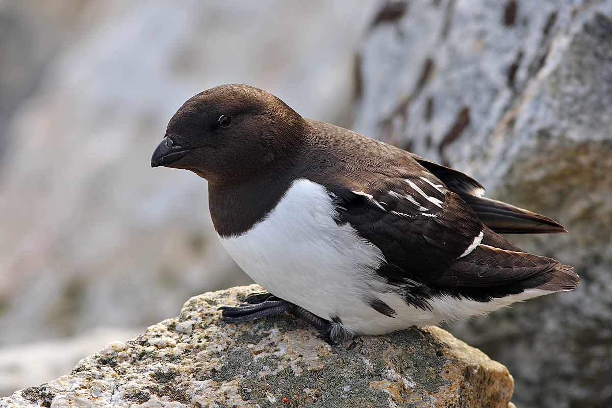 Little Auk