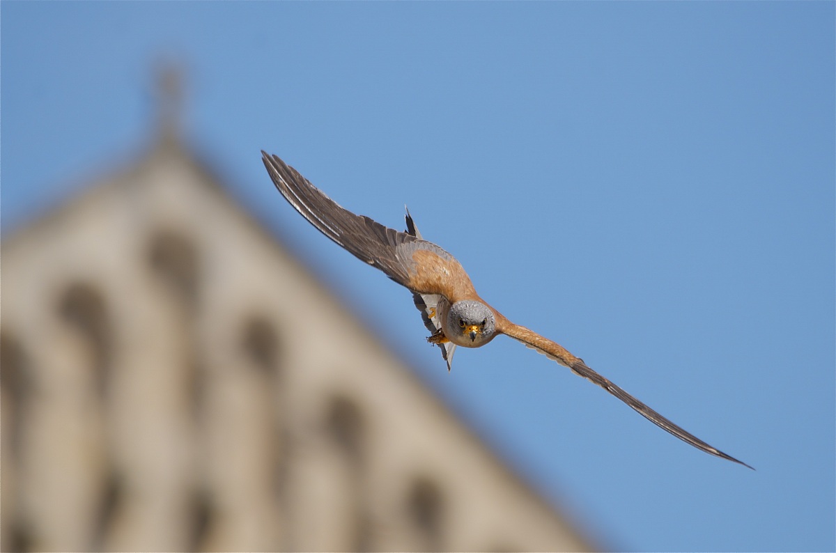 Lesser Kestrel in Matera