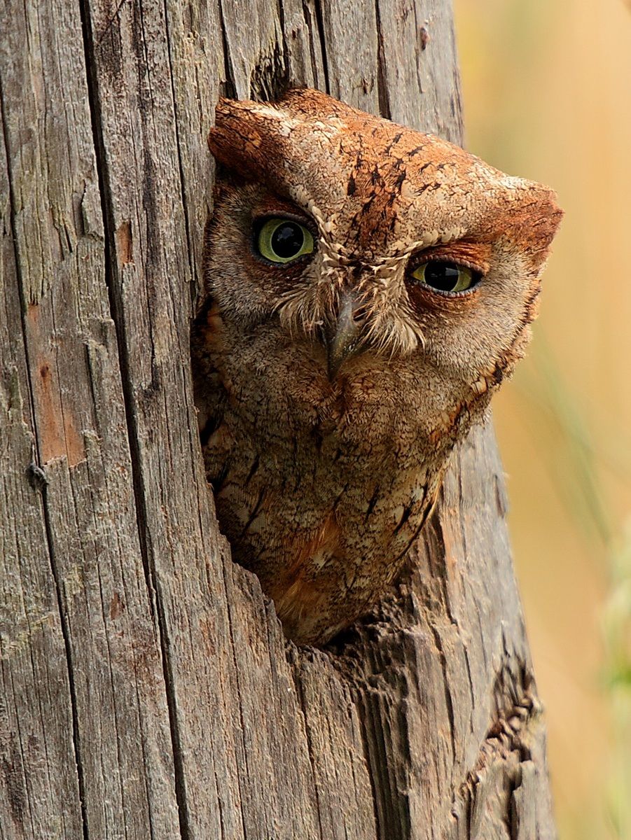 scops owl