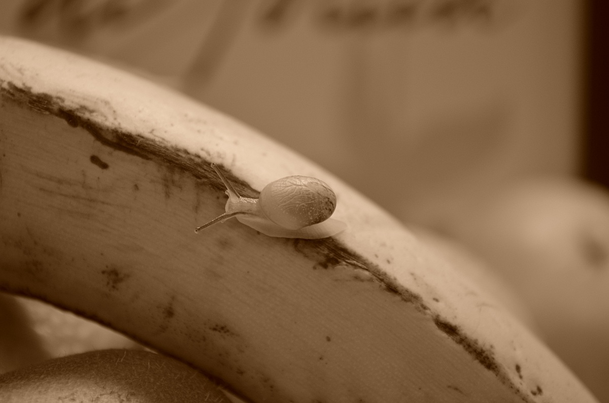 la lumaca quasi trasparente