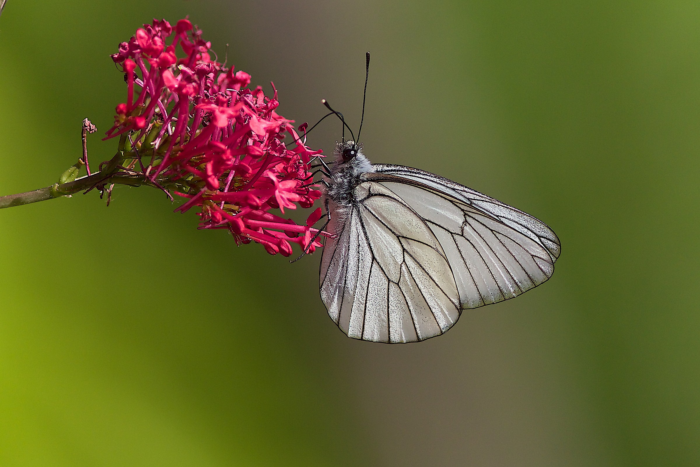 Aporia crategi (Le gazé)