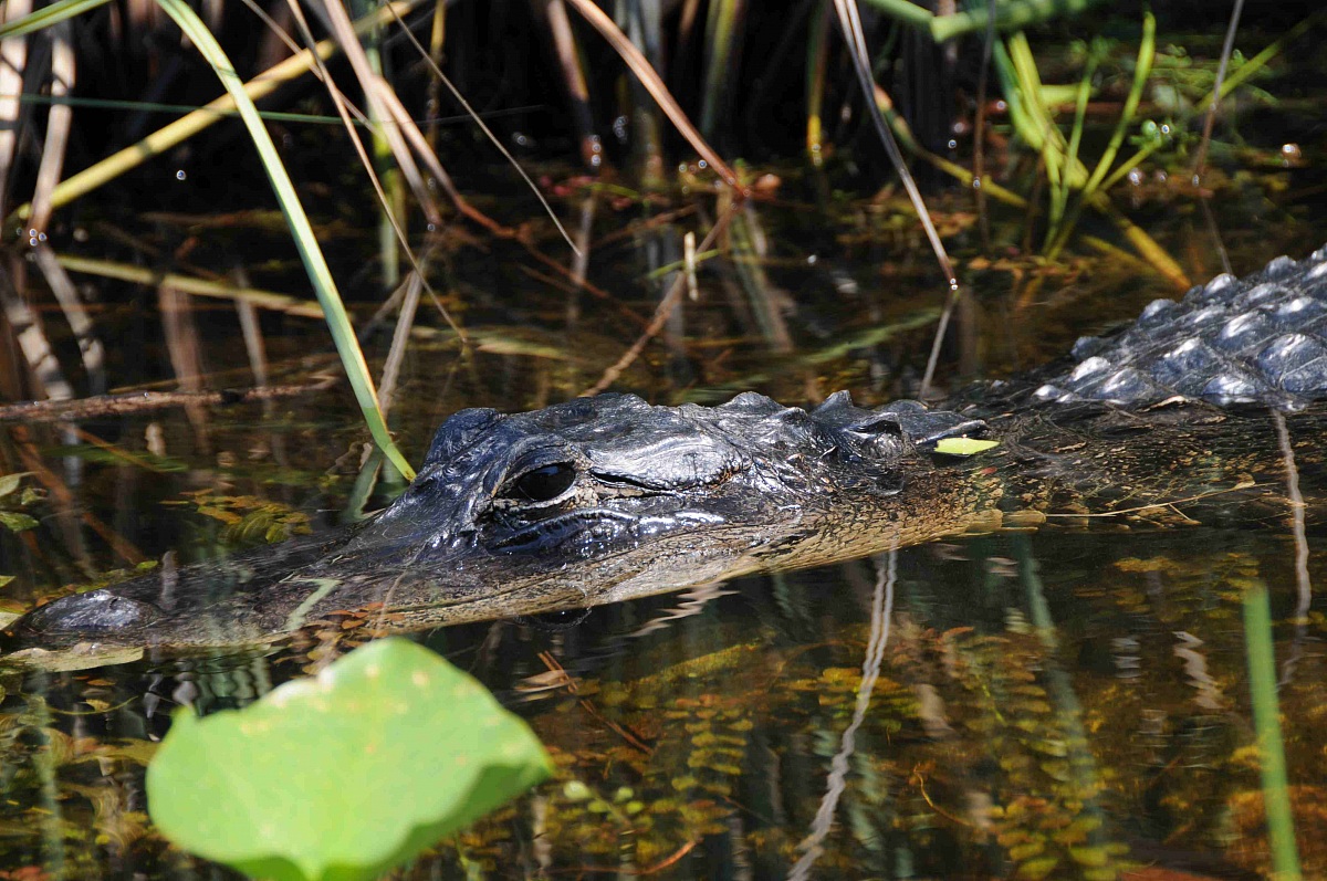 Florida Alligator