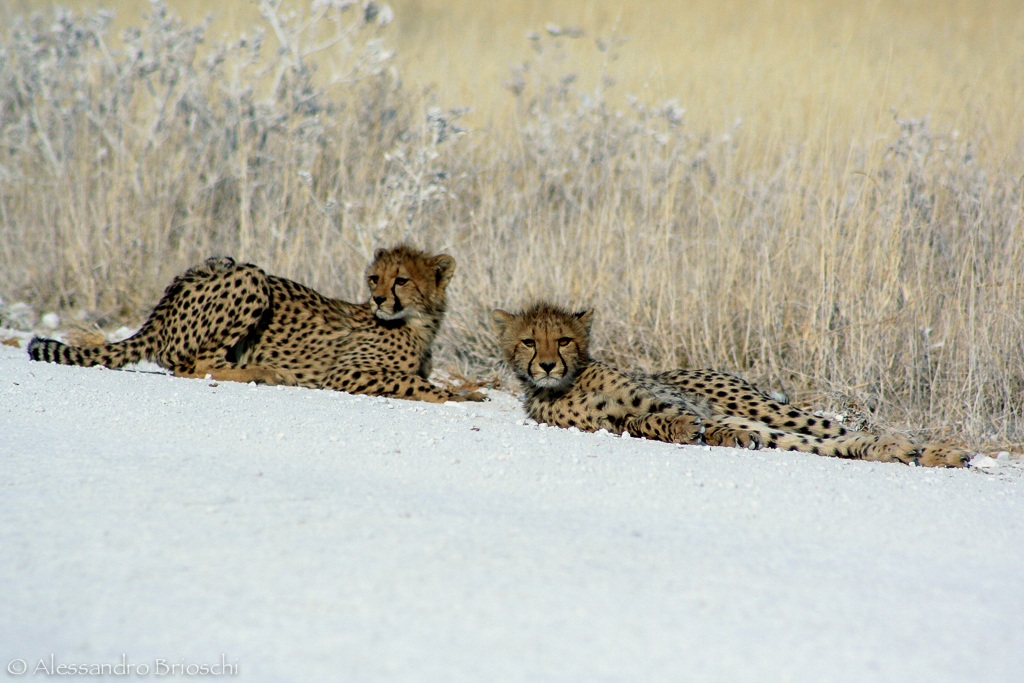 Cuccioli di Ghepardo