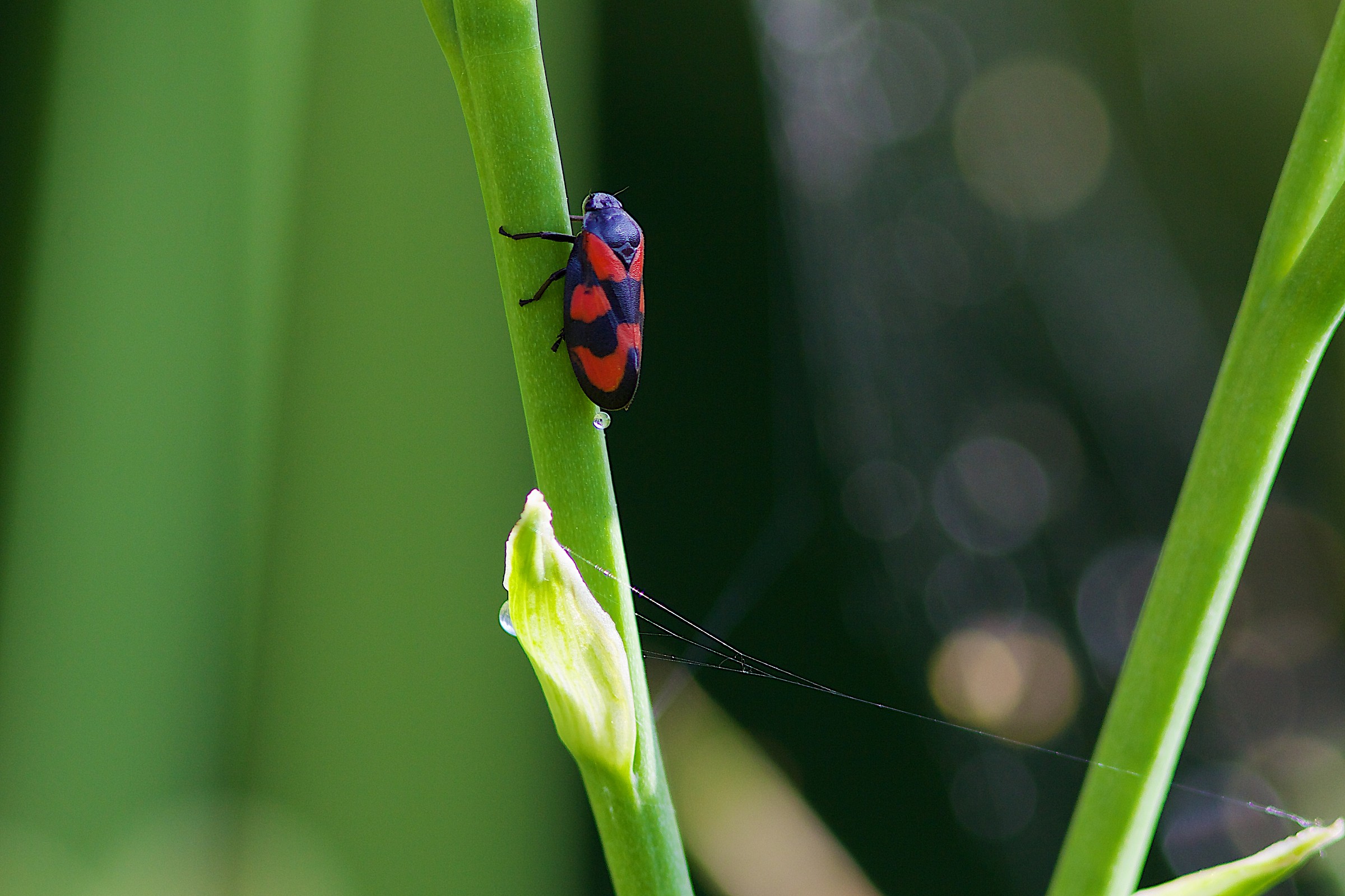 Cercopis vulnerata and secretion of honeydew
