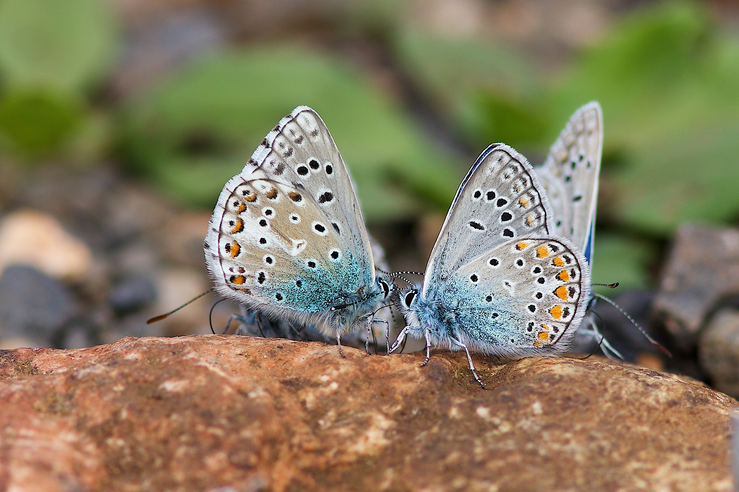 Polyommatus icarus
