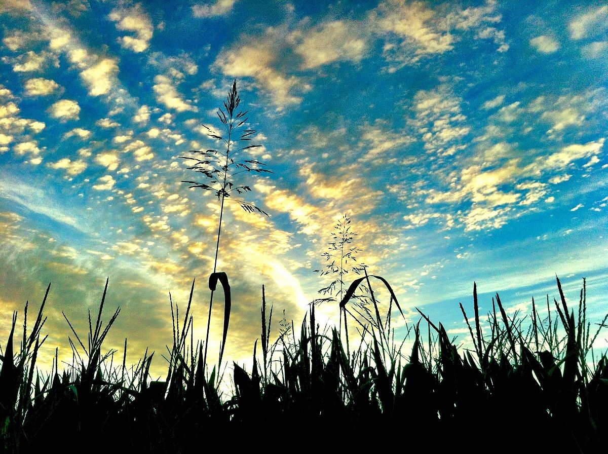 Corn Field Sunset