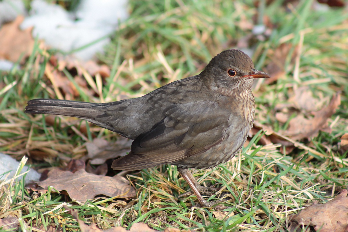 una giornata di sole