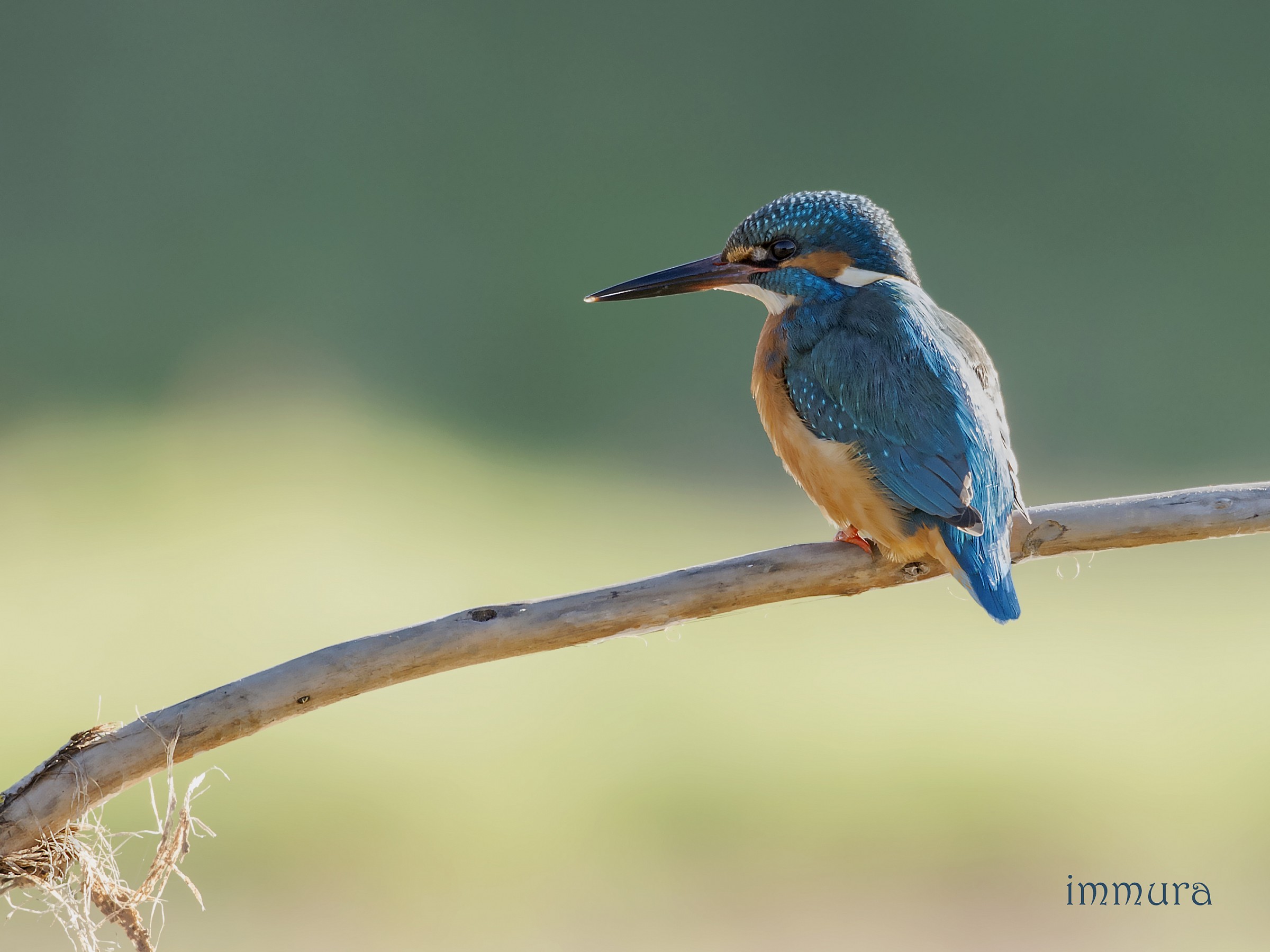 kingfisher