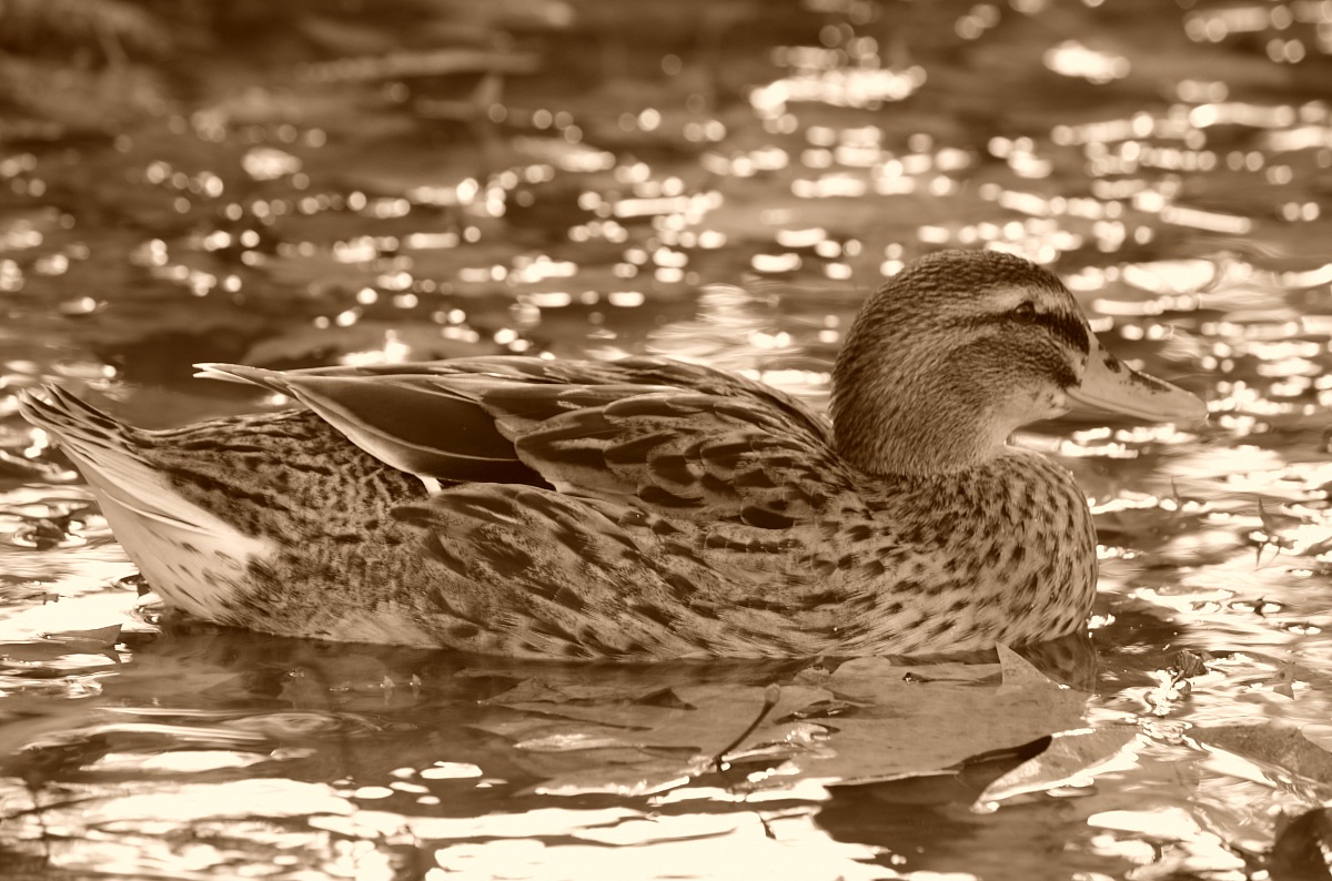 guardarle rilassa vero?