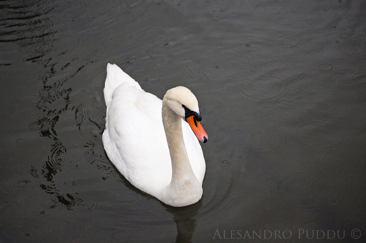 Swan