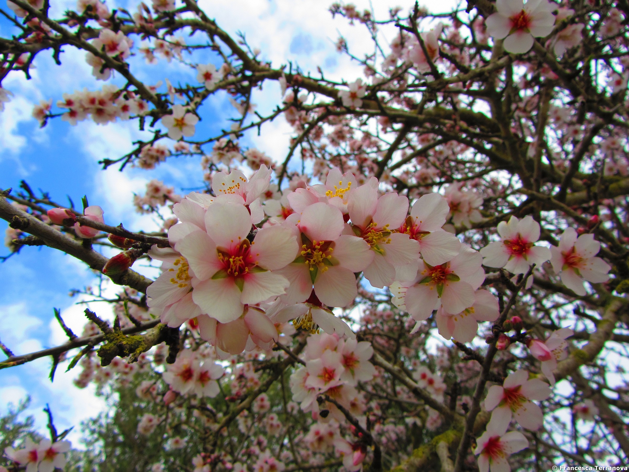 Almond blossoms