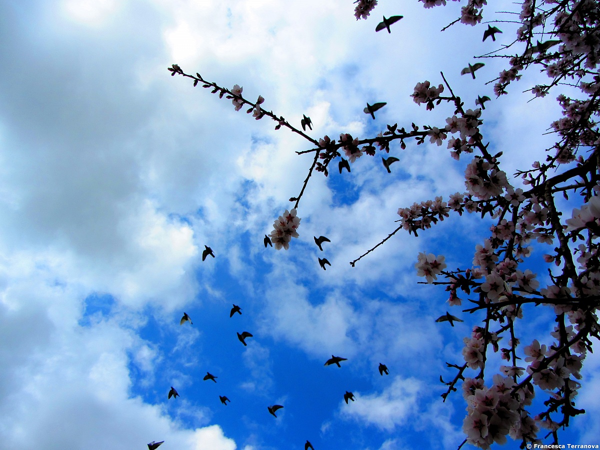 Swallows and almond blossoms