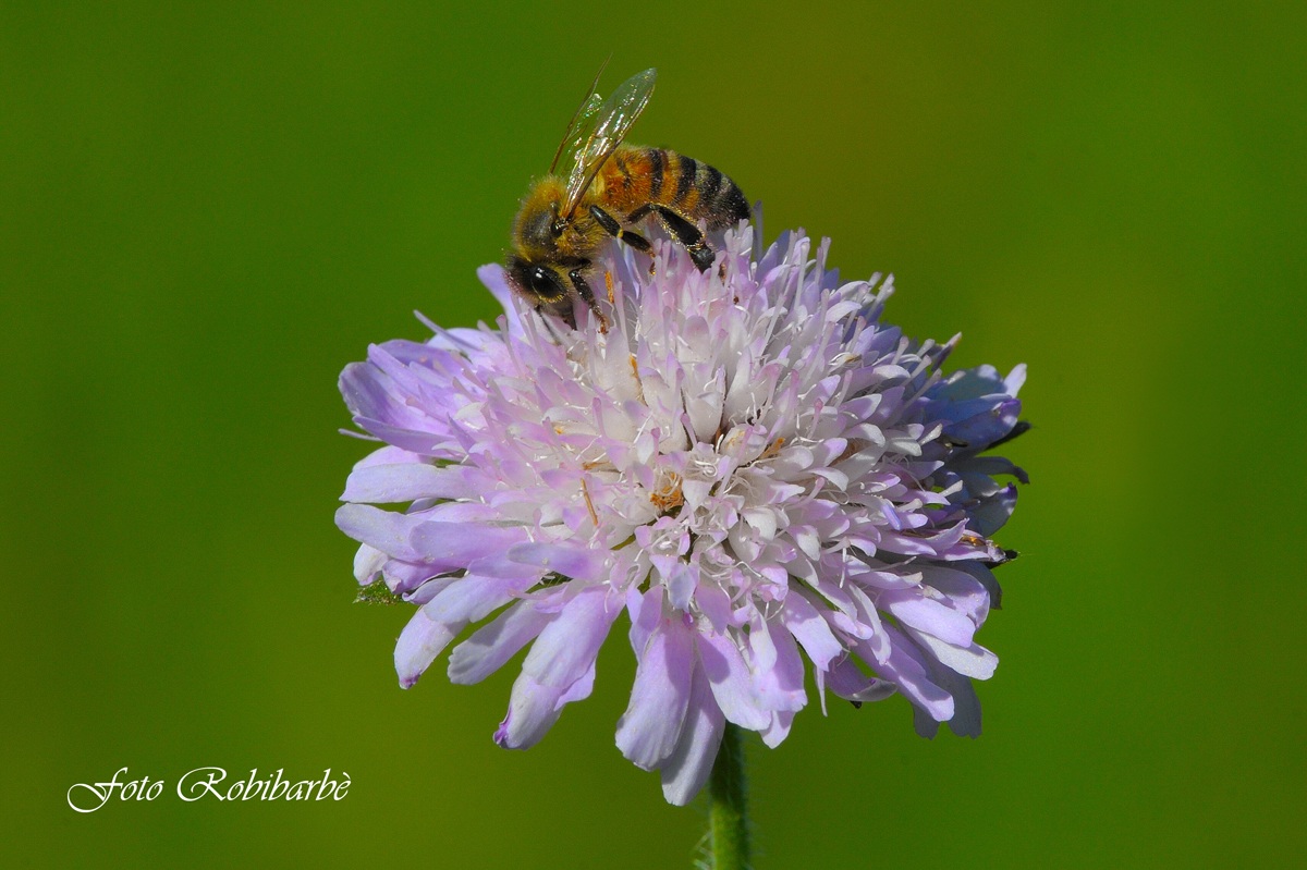 Ricordo d'estate....