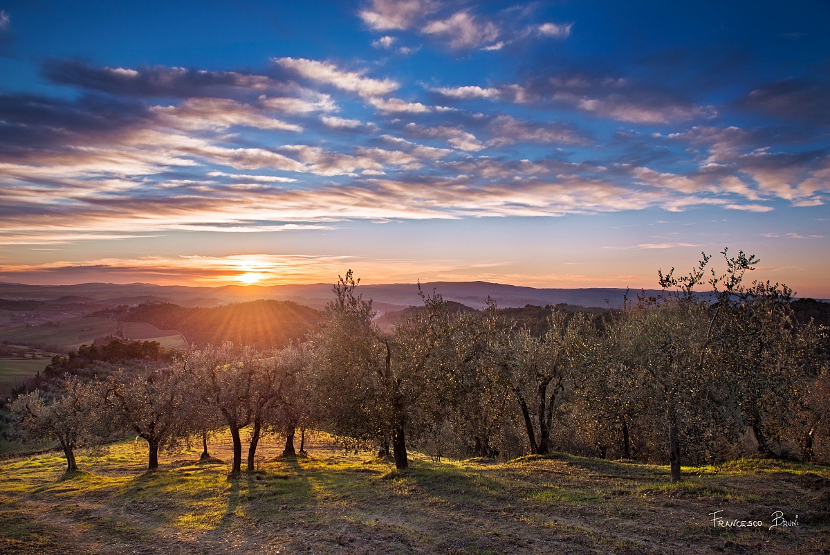 Tramonto fra gli Olivi