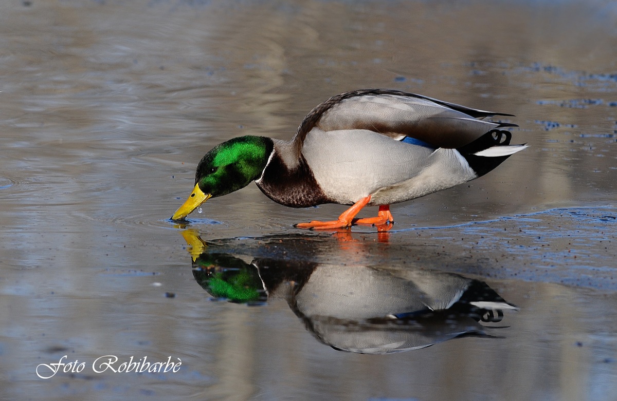 Germano di ghiaccio....