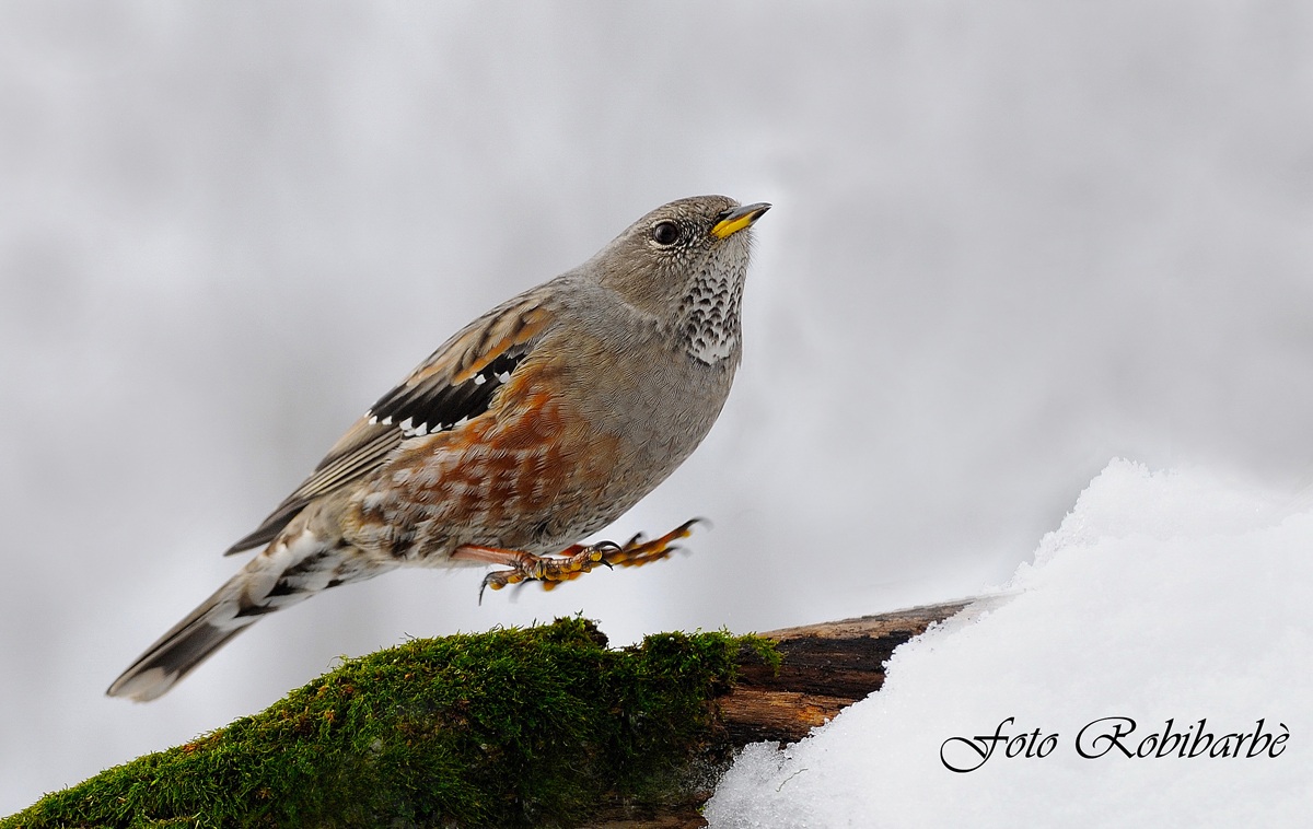 Il salto del Sordone....