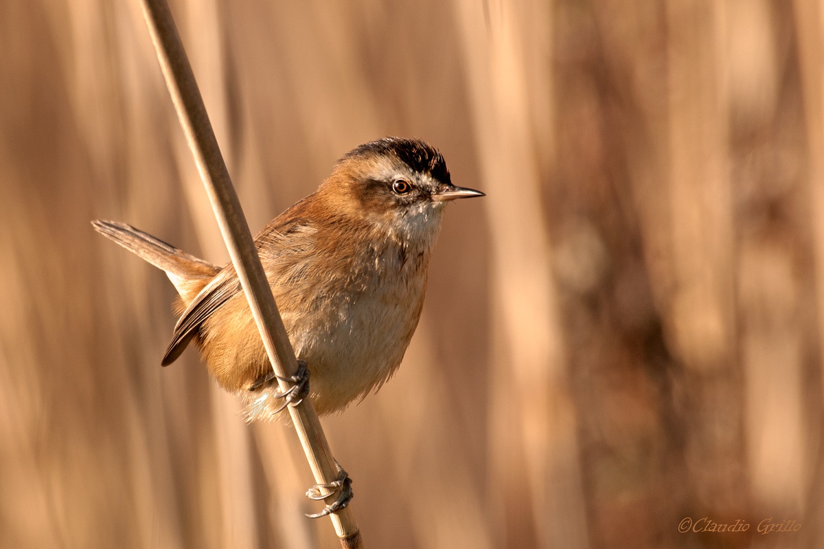 Forapaglie castagnolo