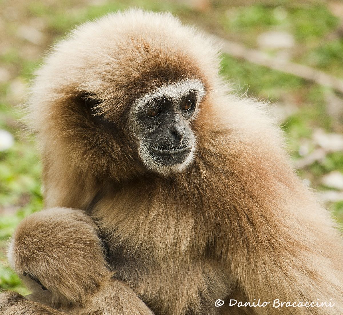 Gibbon "white hands"
