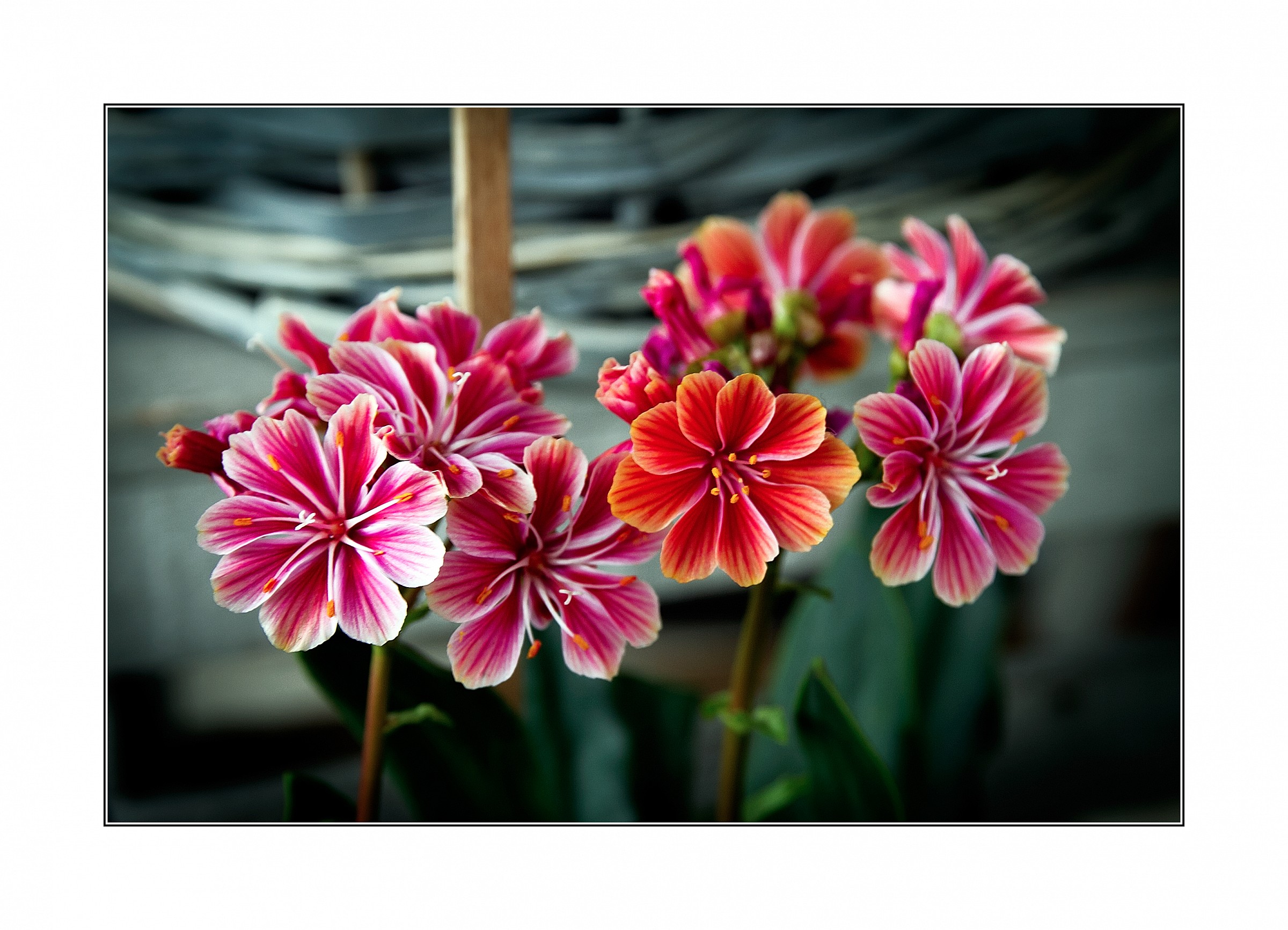 Lewisia