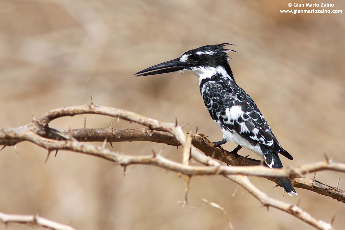 Kingfisher black and white