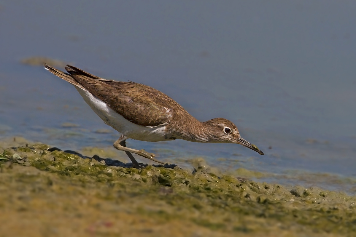 Common Sandpiper