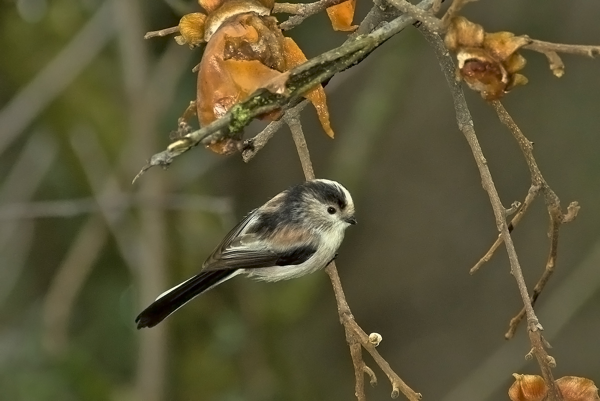 codibugnolo con caco
