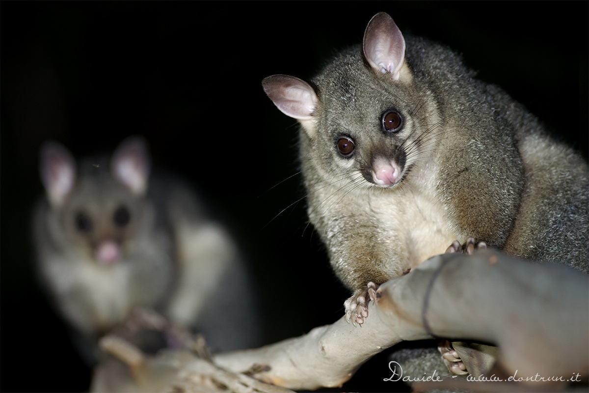 Brushtail Possum (Trichosurus vulpecula)