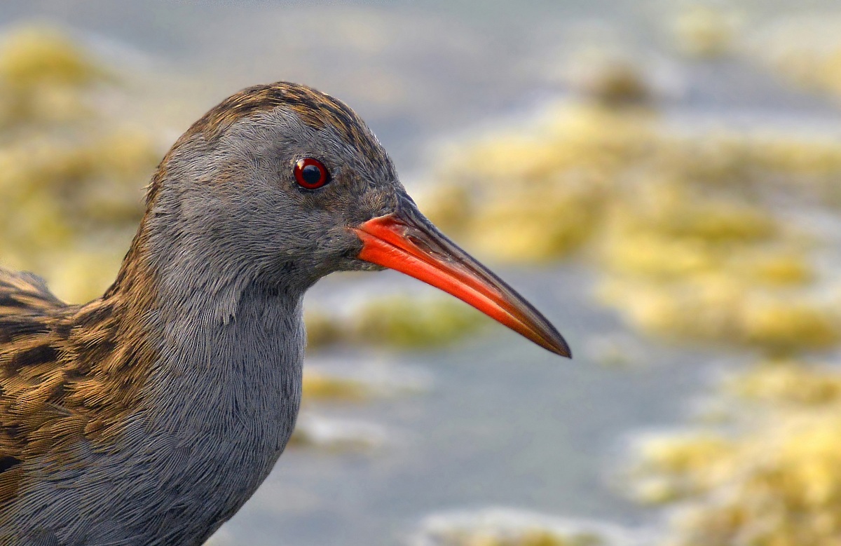 ritrattone of water rail