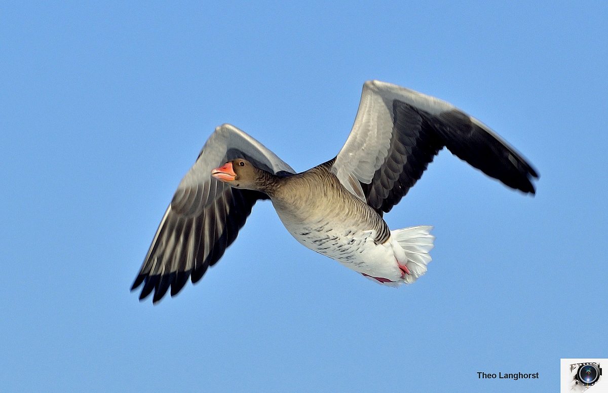 Oca selvatica (Grauwe Gans)