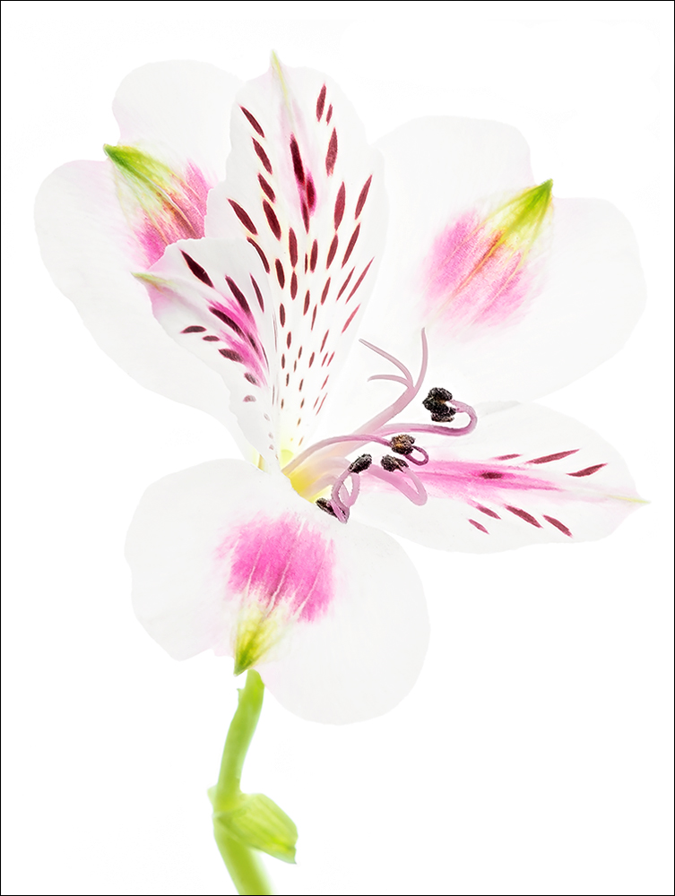 Disegni e colori dipinti