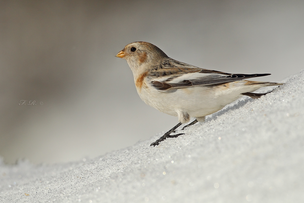 snow bunting