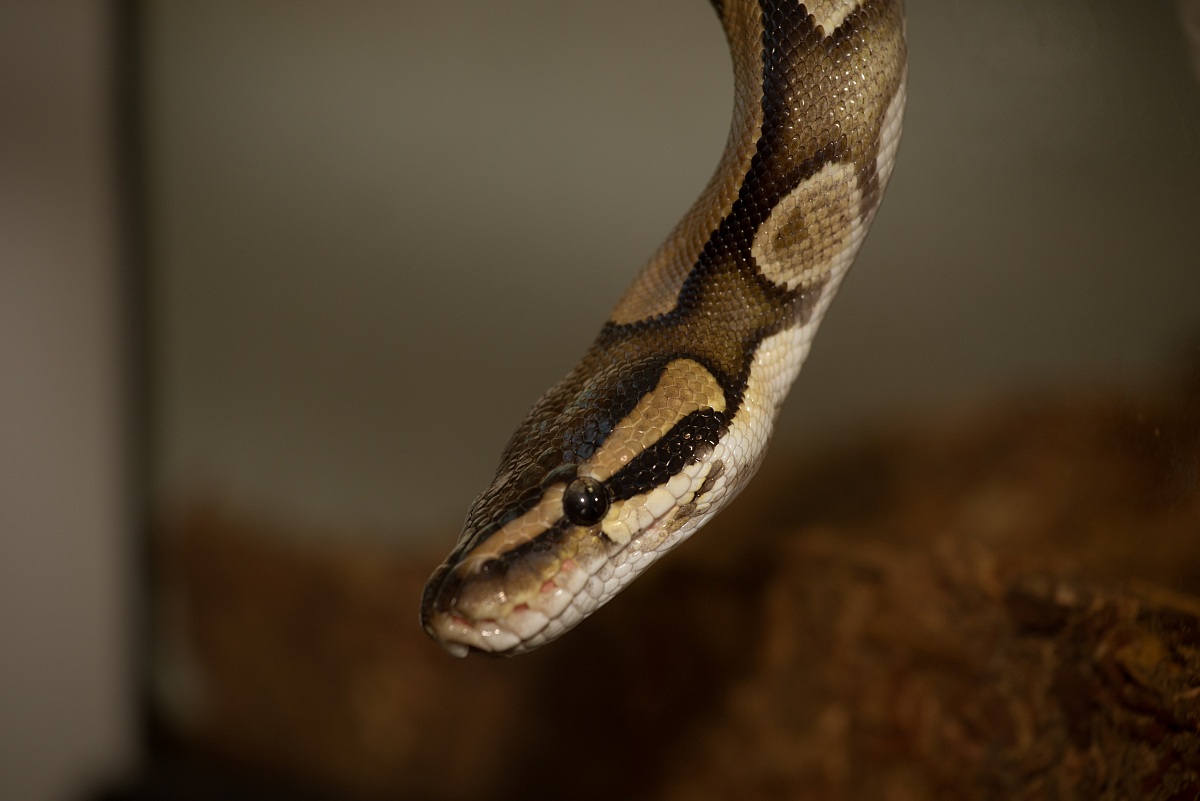 Moon the Royal Pyton