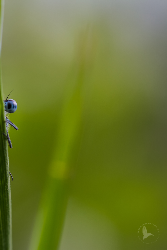 Occhio II modificata