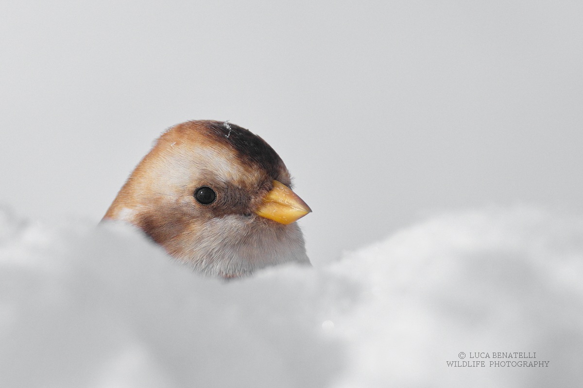 Snow Bunting