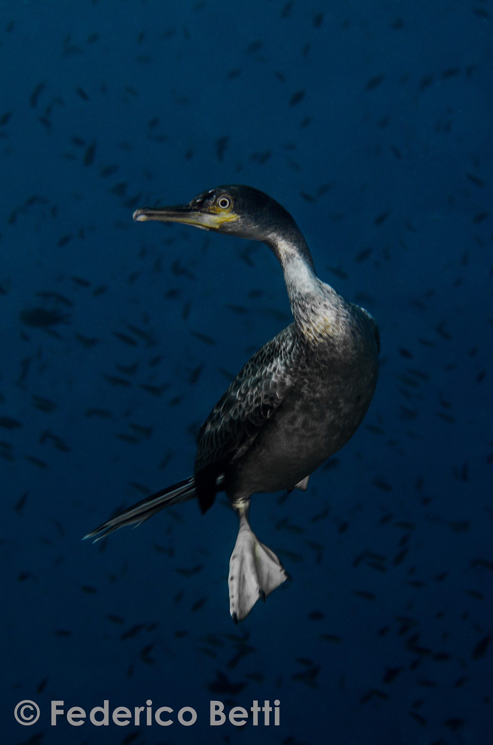 Cormorano da prospettiva insolita