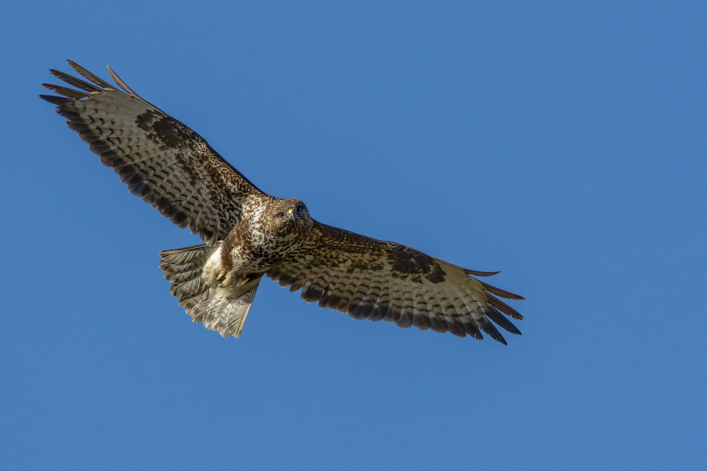 Buzzard (Buteo buteo)