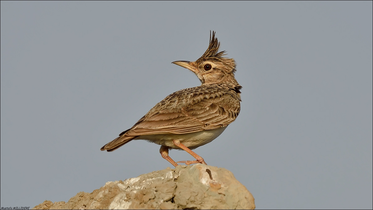 Crested Lark ...