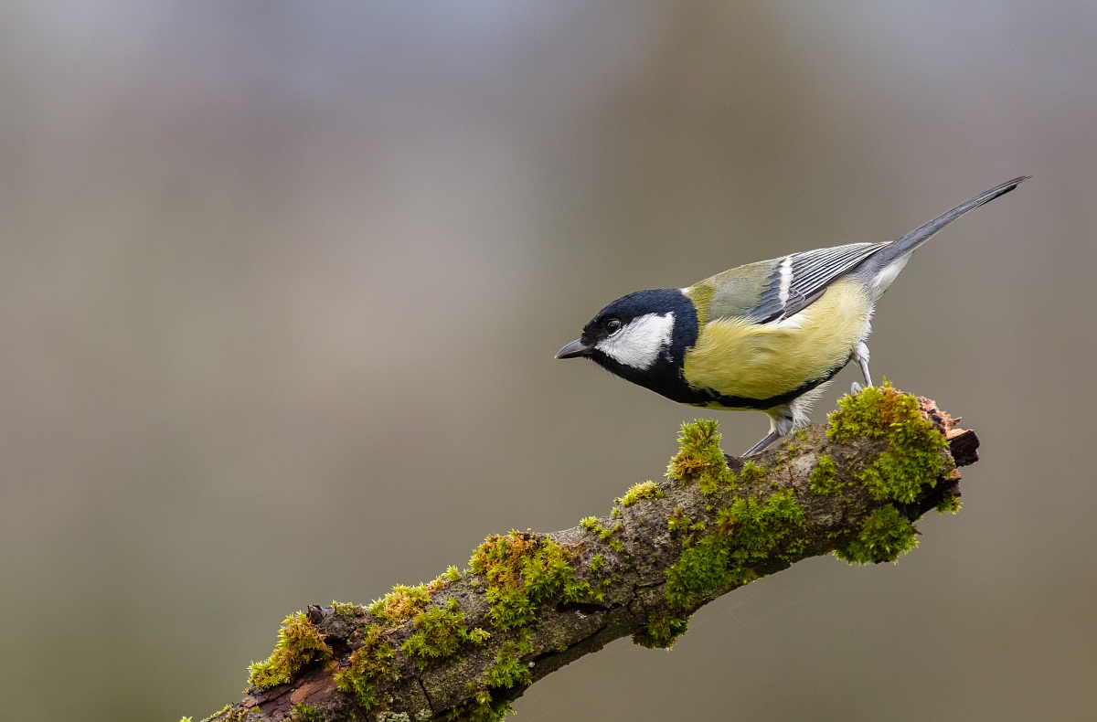 Great Tit