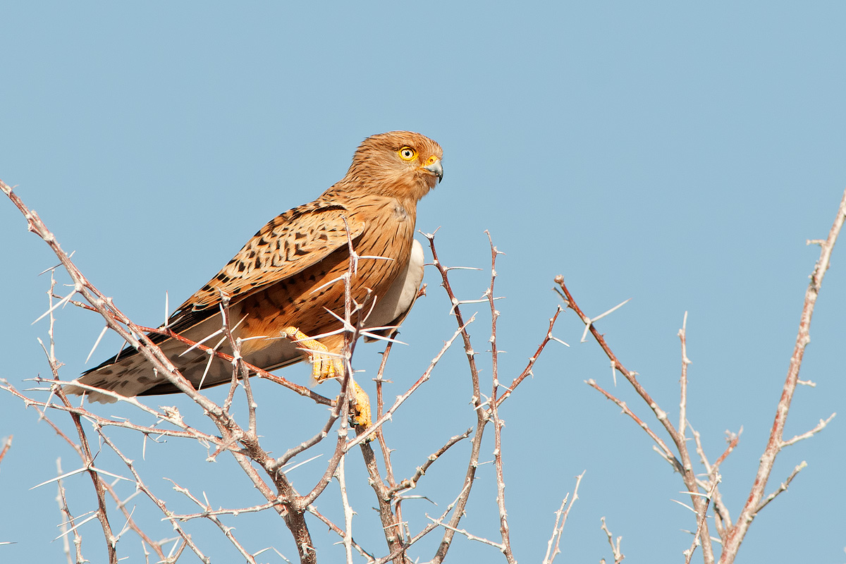 greater kestrel