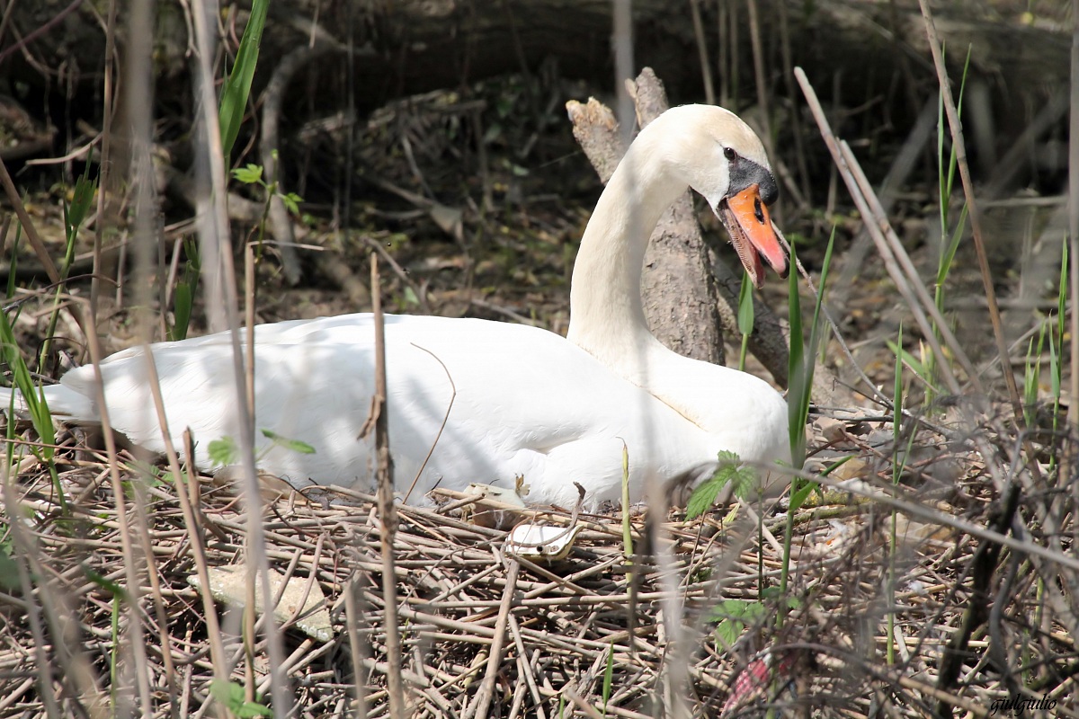 swan on nest