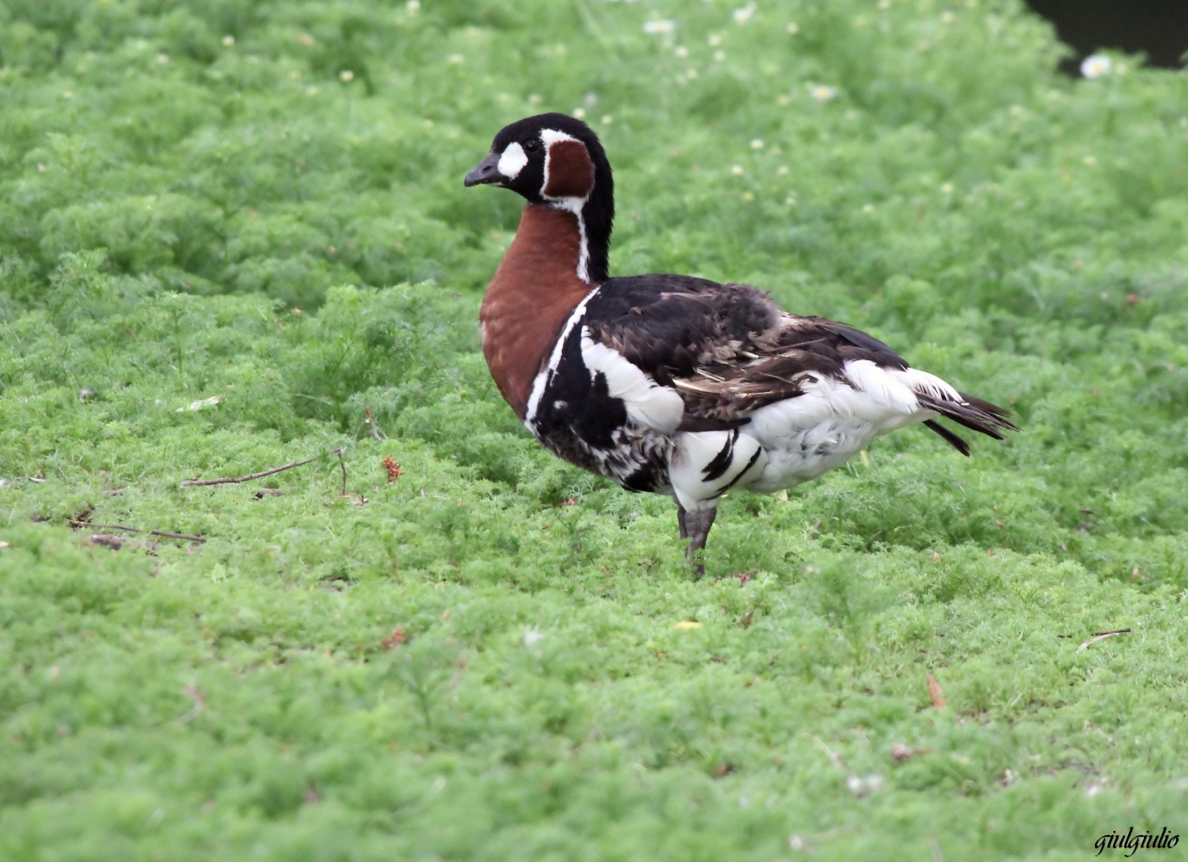 Siberian goose